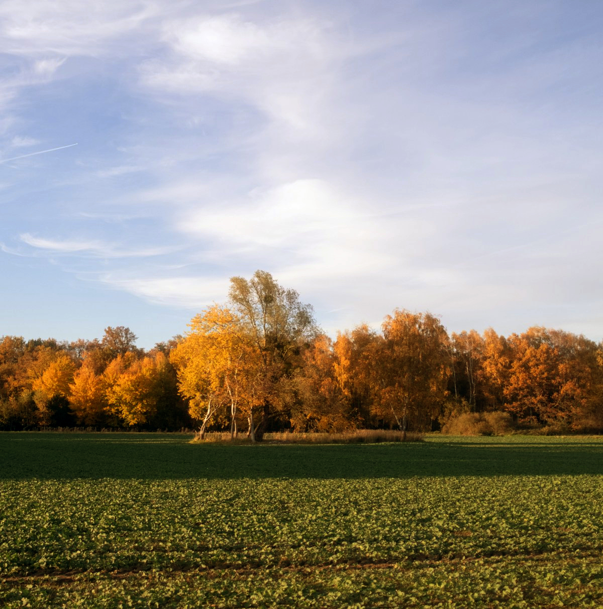 herbstliche Landschaft mit Feld und Wald